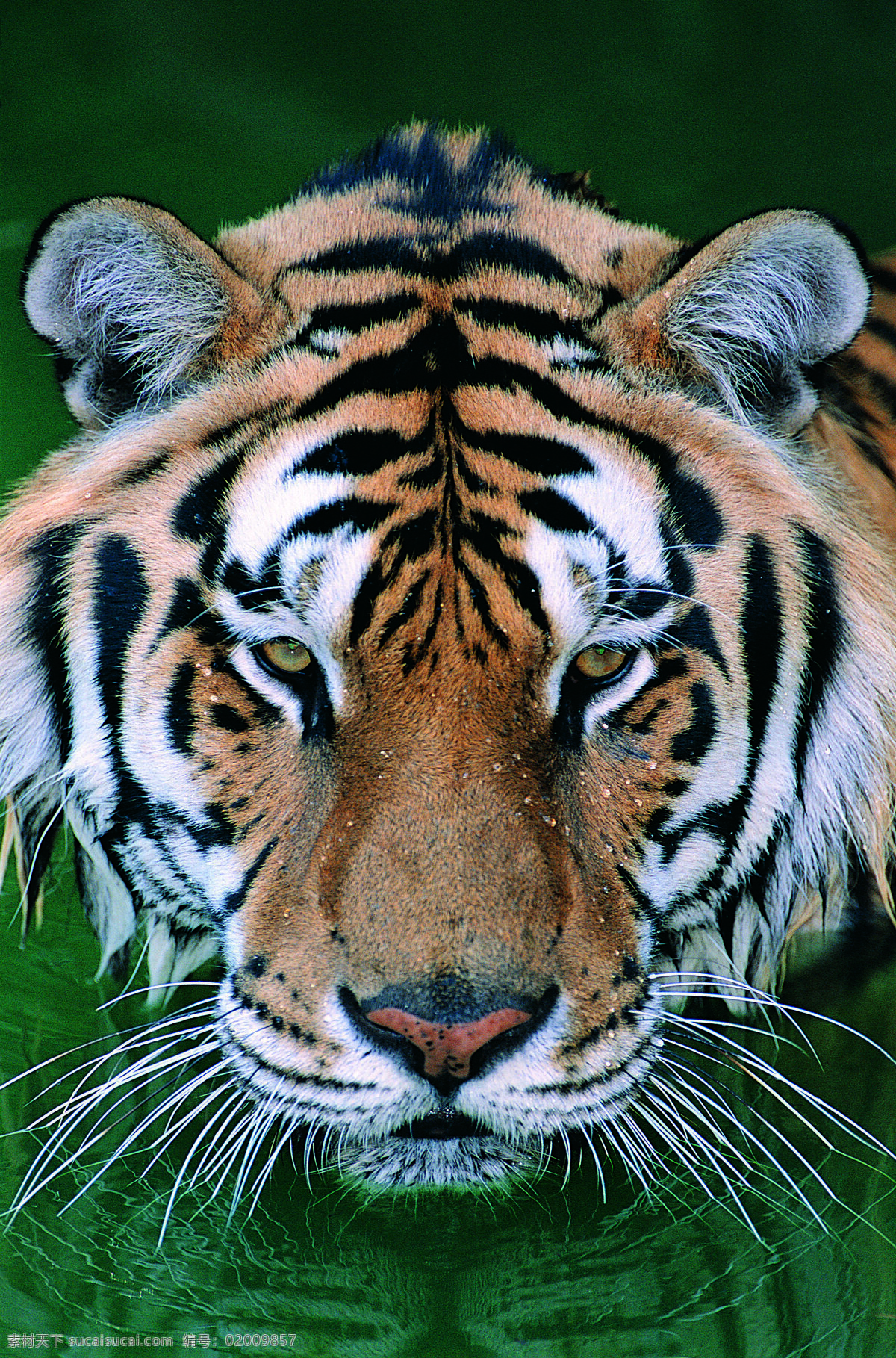 老虎 头部 野生动物 动物世界 哺乳动物 喝水 摄影图 陆地动物 生物世界