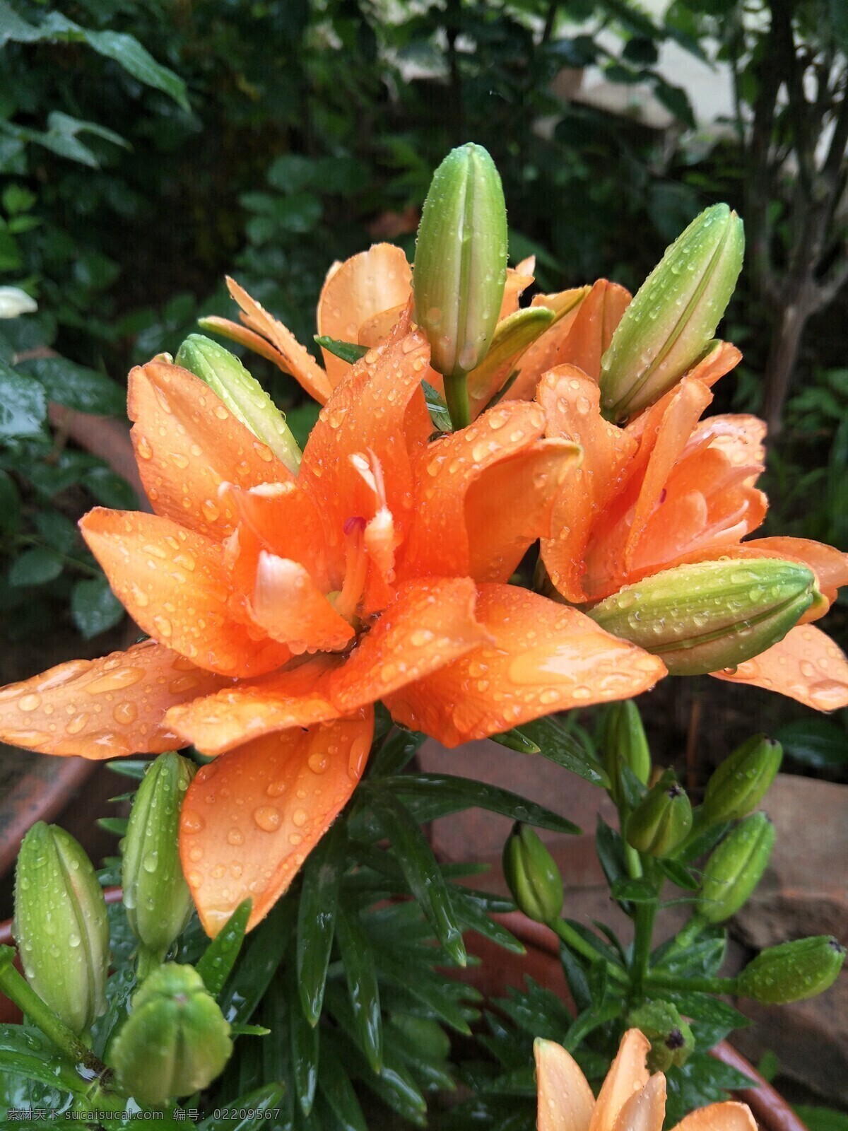 百合花 花朵 鲜花 盛开 花瓣 绿叶 叶子 花草 生物世界