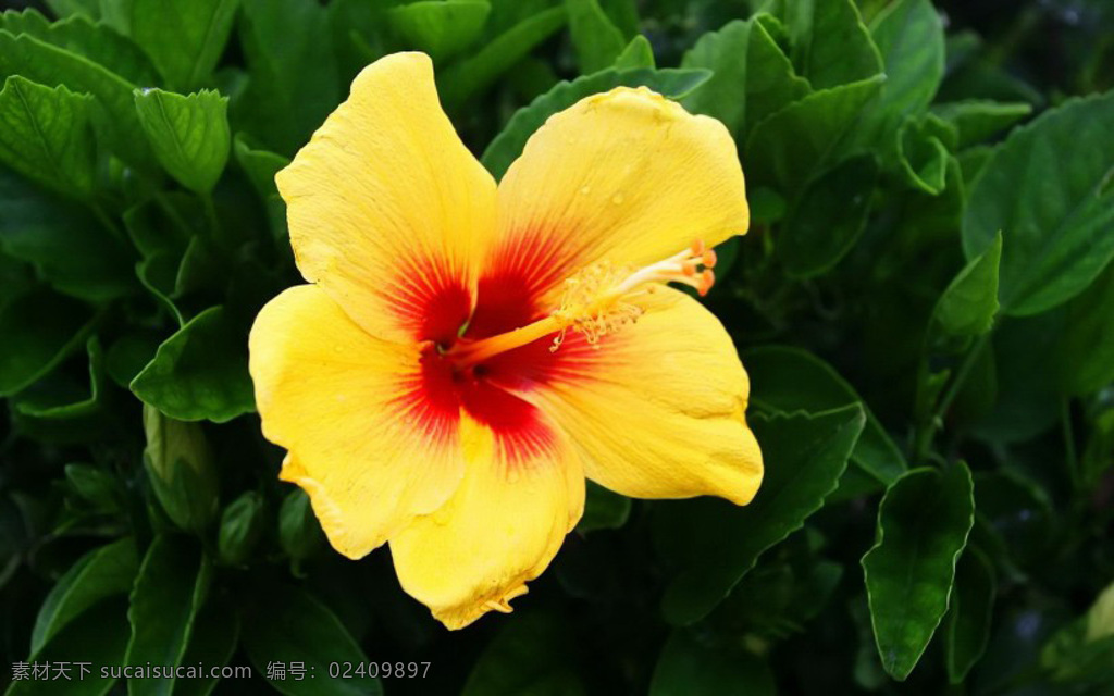 位图 写实花卉 植物 花朵 旱金莲 免费素材 面料图库 服装图案 黑色