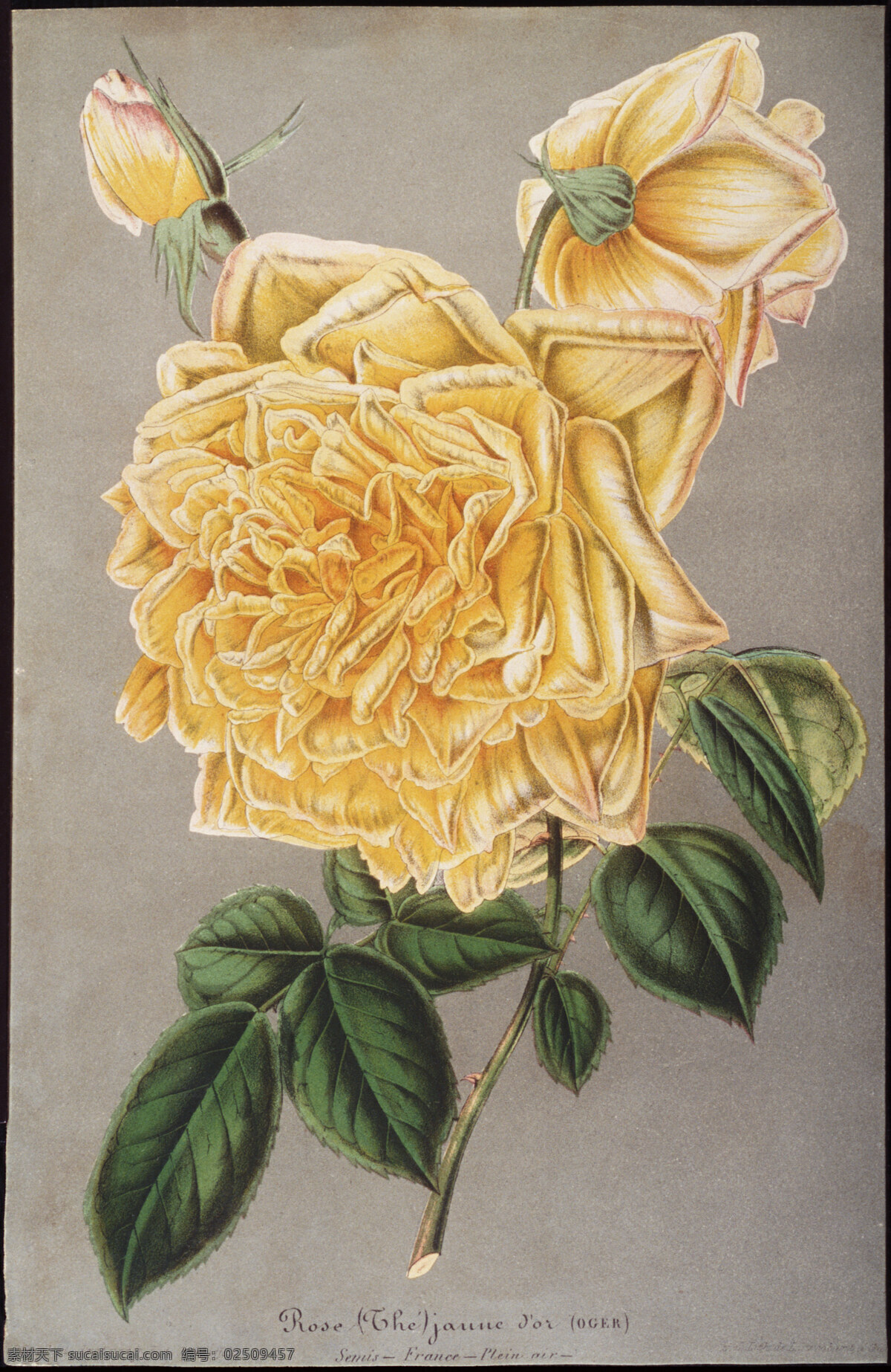 钢笔画花朵 花朵 钢笔素描 钢笔画 钢笔水彩 水彩画 黄花 绘画书法 文化艺术
