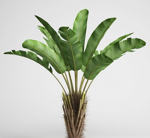 热带树木 热带植物 植物 景观模型 园林 树木模型 vray模型 模型 植物模型合辑 展示模型 3d设计模型 源文件 max