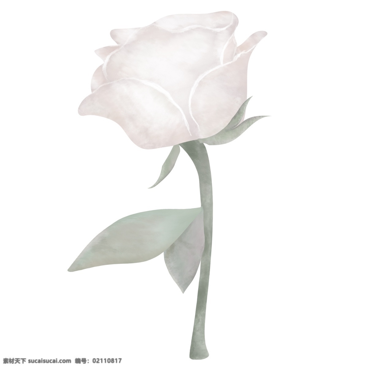典雅 手绘 白色 玫瑰花 白玫瑰 植物 花朵 清新 玫瑰