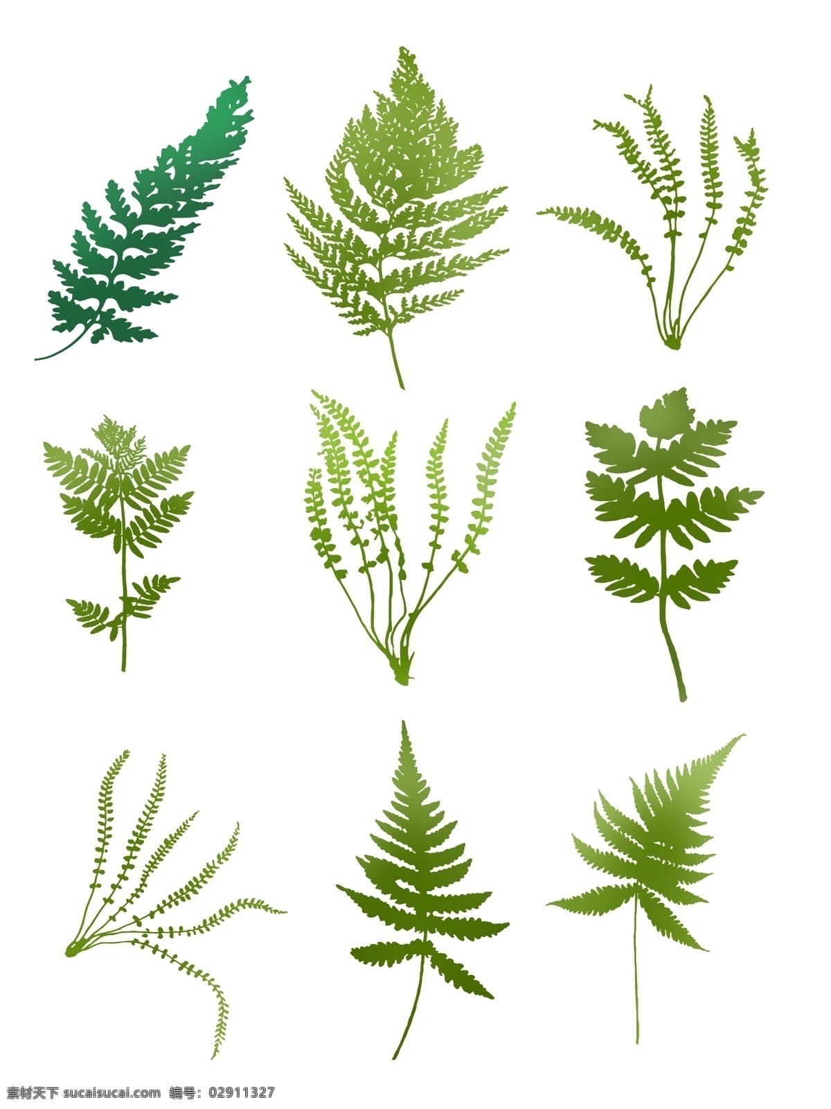 手绘 绿色 蕨类植物 叶子 商用 植物 装饰 小清新 可商用
