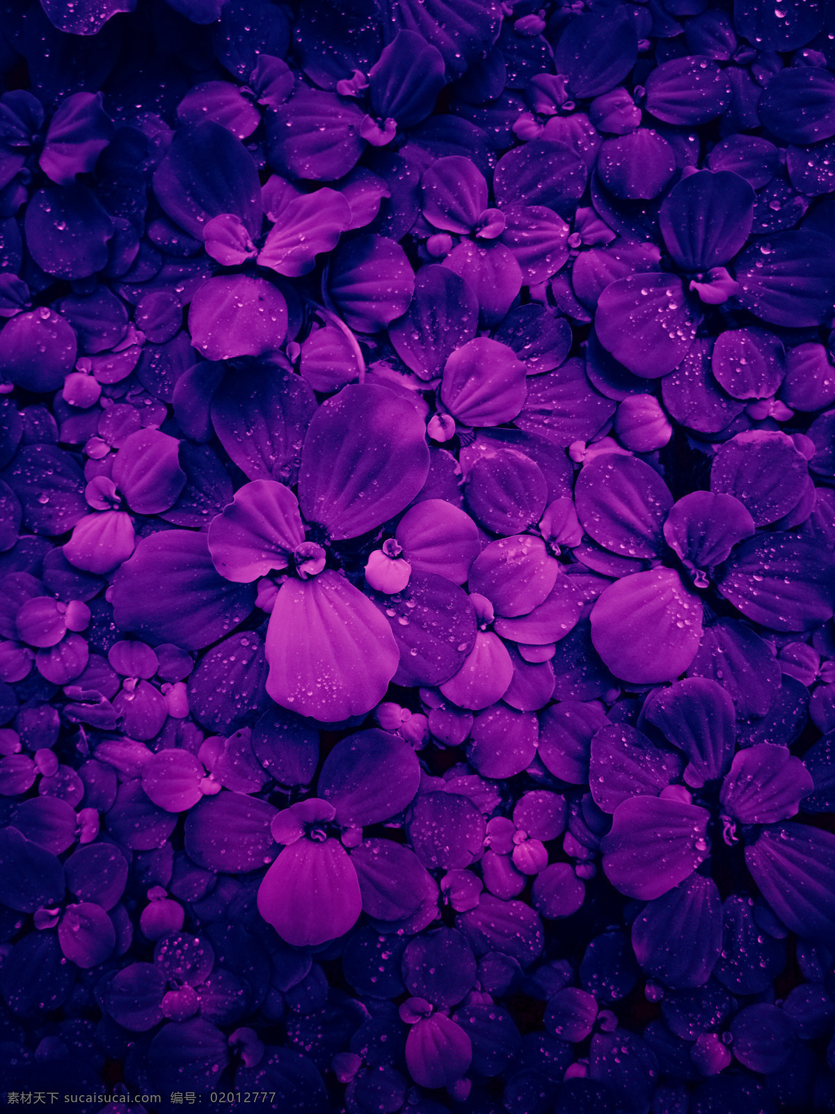 水葫芦花 水 水珠 滑落 花 花背景 漂亮 魅惑 植物 葫芦 光 美丽 绽放 紫色 明亮 色彩 新鲜 自然 春天 绿色 叶子 背景 生物世界 花草