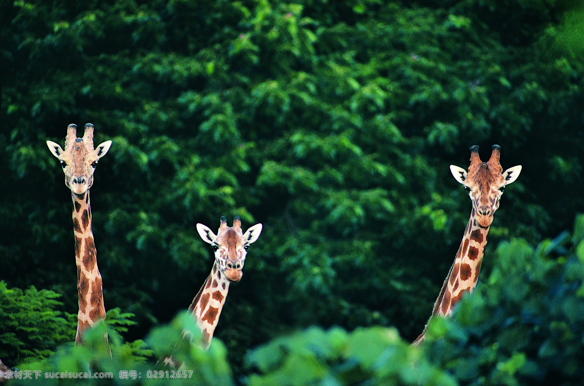 森林 中 三 只 长颈鹿 保护动物 树林 大树 绿色