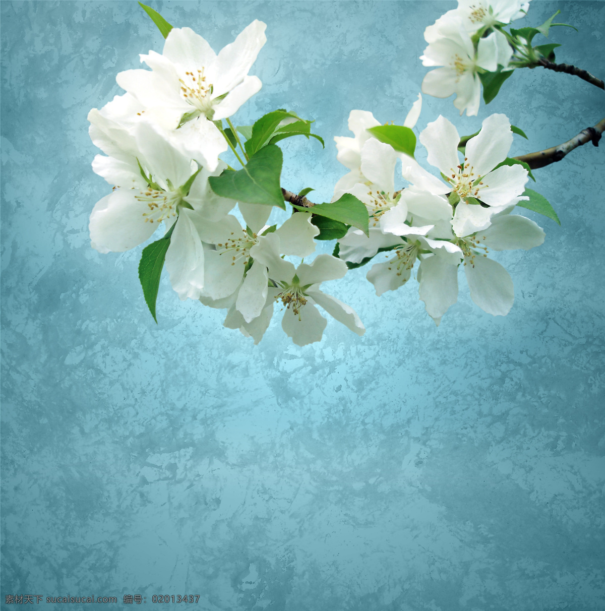 白色花朵摄影 白色花朵 美丽鲜花 美丽花朵 花卉 漂亮花朵 鲜花摄影 其他类别 生活百科 青色 天蓝色