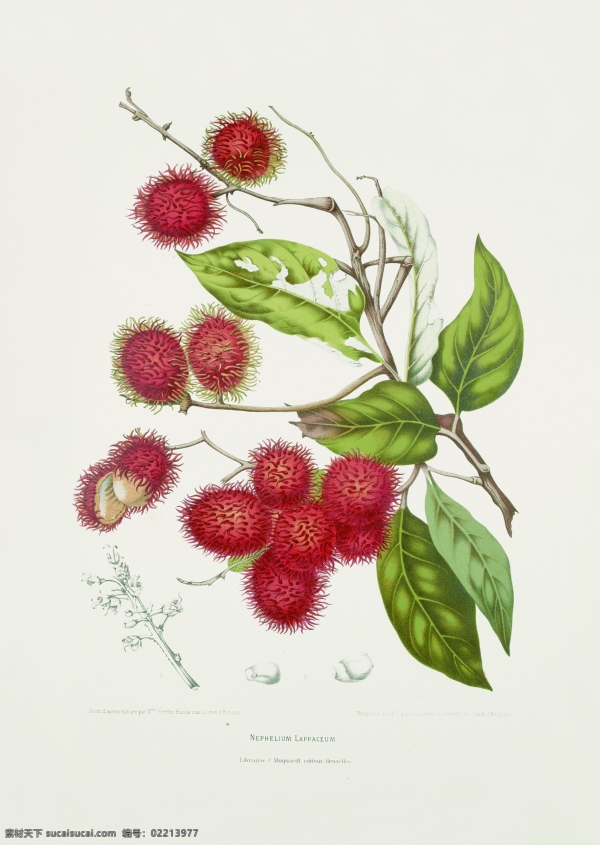 植物 花草 果实 插画 装饰画 客厅装饰画 花鸟画 餐厅装饰画 国画花鸟 花卉 花 文化艺术 绘画 生物 漂亮果实 手绘果实 手绘花鸟 手绘花朵 植物果实插画 生物世界