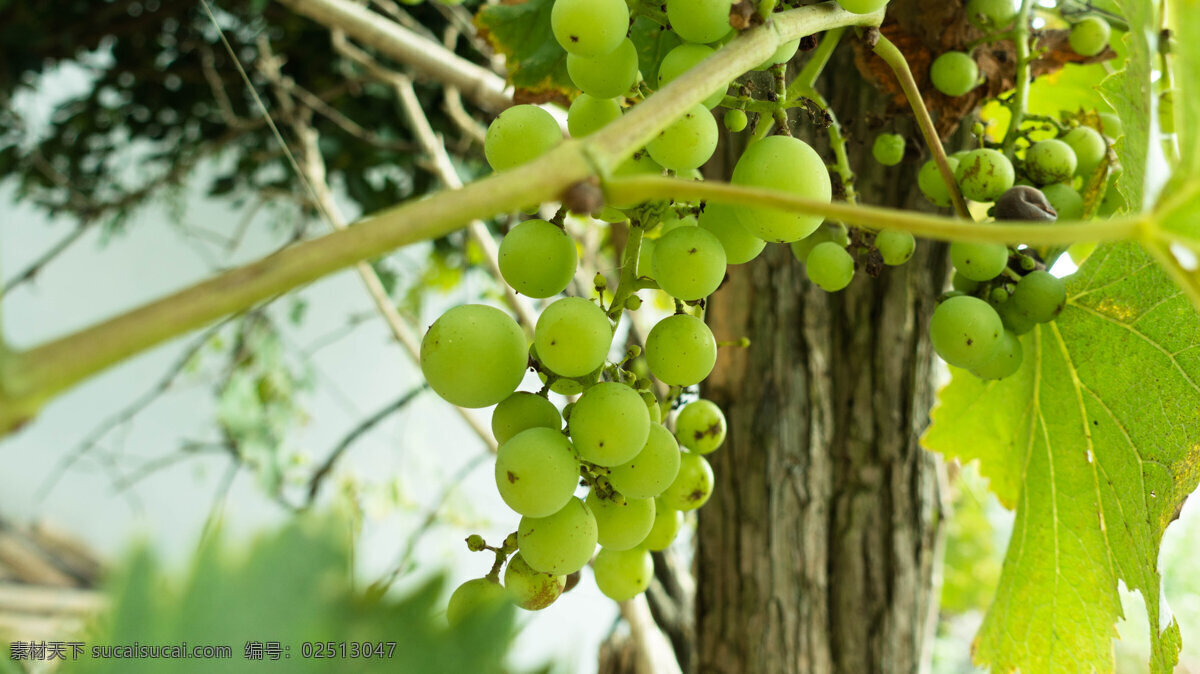 青葡萄 葡萄种植 葡萄树 新鲜 阳光 葡萄植株 绿色葡萄 摄影集 生物世界 水果