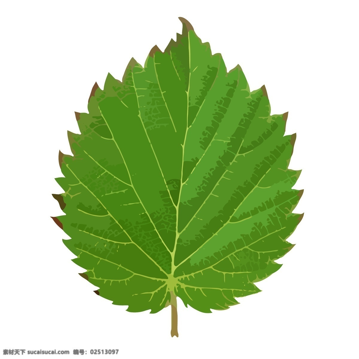 手绘 矢量 植物 绿叶 商用 元素 叶子 树叶
