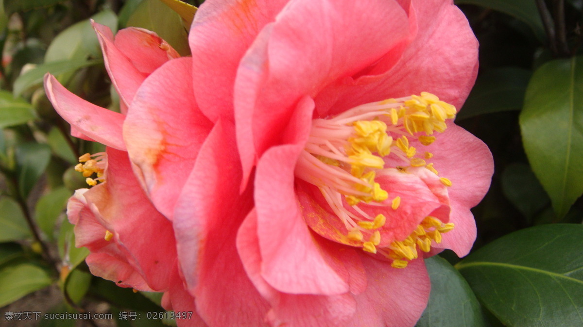 山茶花 春天 红色 花草 花朵 绿叶 生物世界 psd源文件