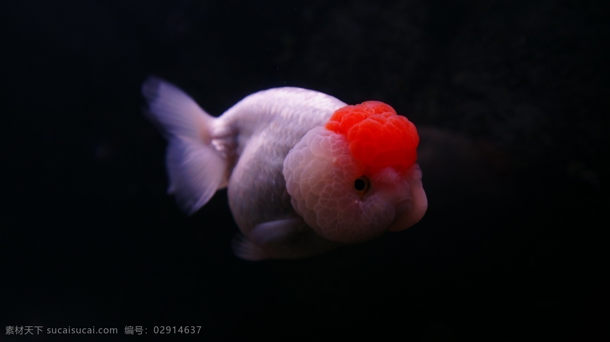 金鱼 特写 微距 脱俗 轻盈 红色 粉红 白色 摄影图库 鱼类 生物世界 bmp