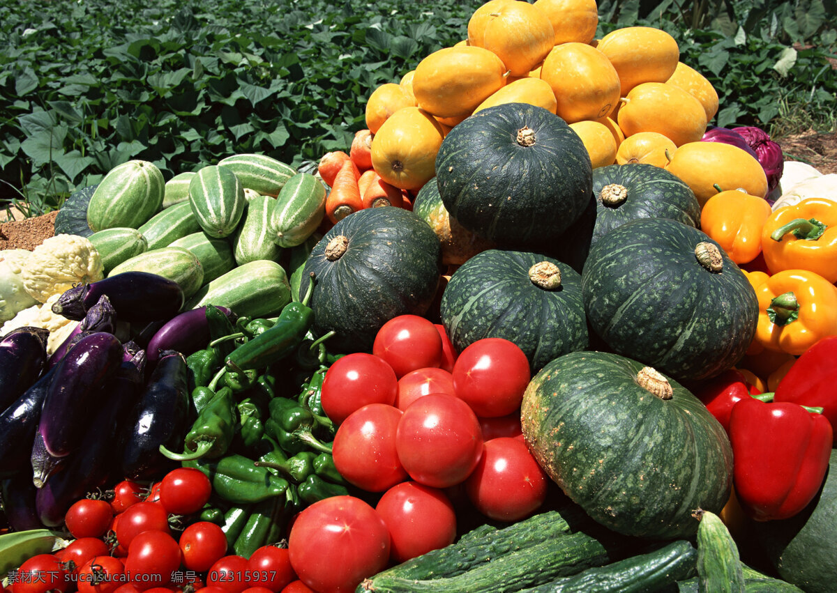 堆 蔬菜 食物 蔬果 丰收 收获 新鲜 田园 番茄 西红柿 黄瓜 南瓜 茄子 青瓜 蔬菜图片 餐饮美食