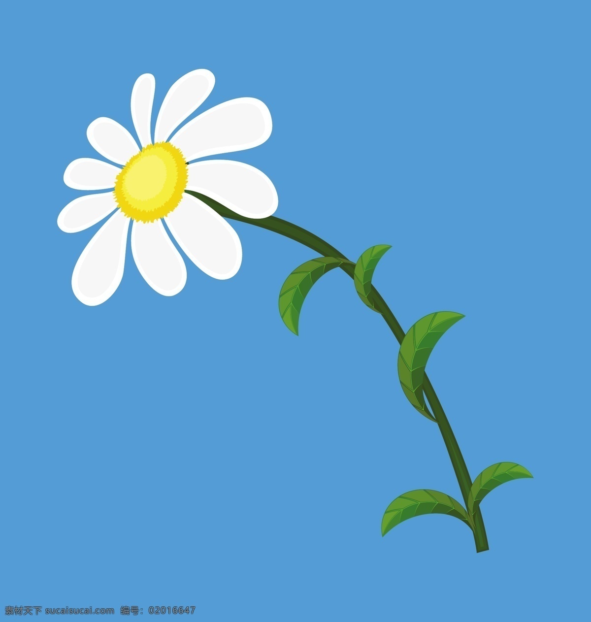 白色 雏 菊 矢量 元素 蓝色