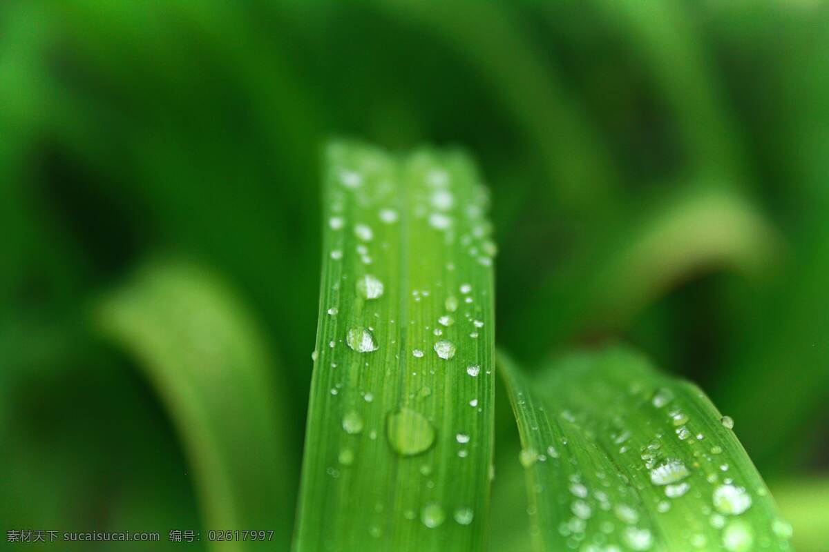 绿叶水珠 树叶 小清新 小清新植物 新叶 叶子 天空 春天 夏季 新芽 自然风景 植物 野草 山间植物 树枝 小草 生物世界 绿色 护眼 壁纸 护眼壁纸 花草 叶子背景 植物背景 绿叶 植物墙 绿植 自然景观 山水风景