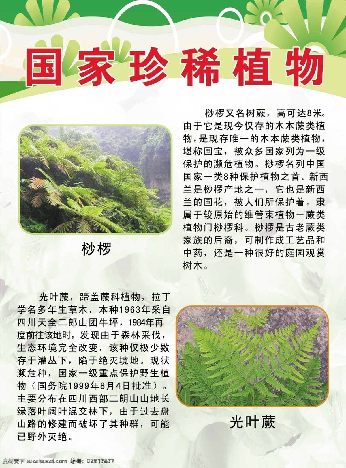 国家珍稀植物 桫椤 光叶蕨 绿色展板 学校展板 校园文化 珍稀植物 展板模板 广告设计模板 源文件