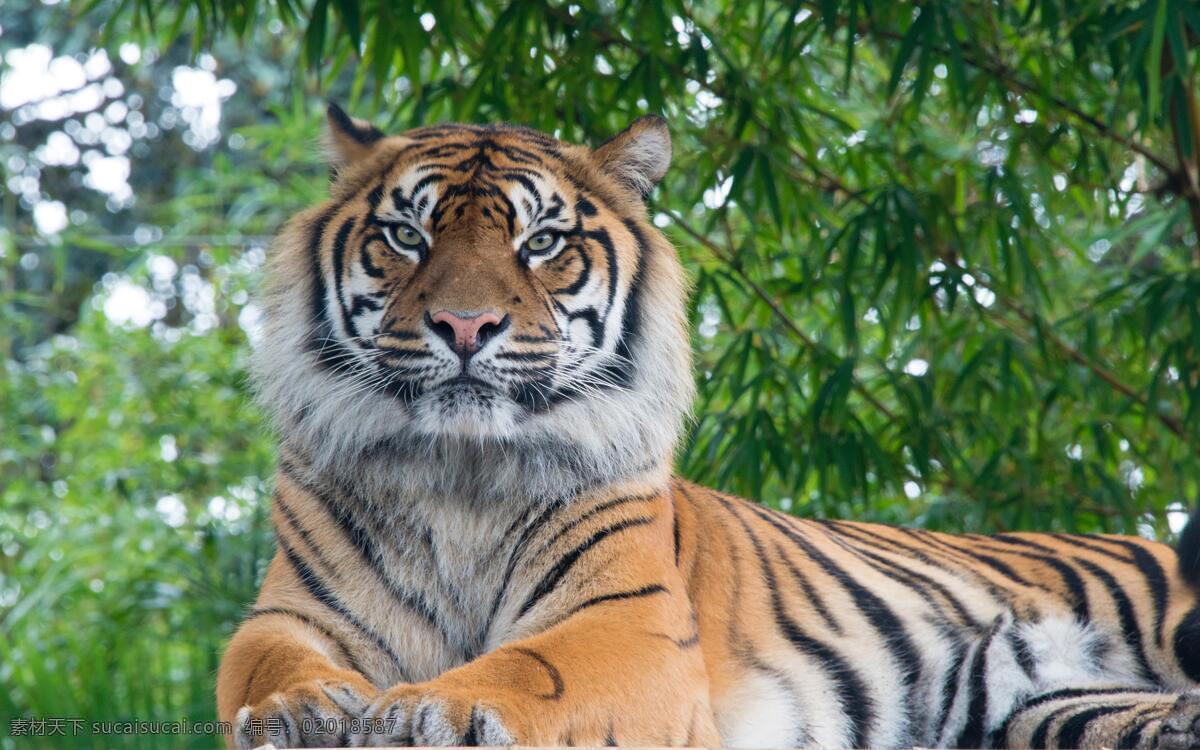 老虎 东北 虎孟加拉虎 西伯利亚虎 动物 花园 户外 生物世界 野生动物