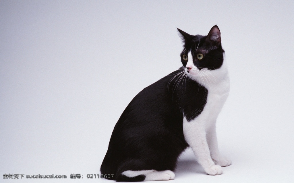 白猫 猫 猫咪 黑猫 黑白猫 家禽家畜 生物世界