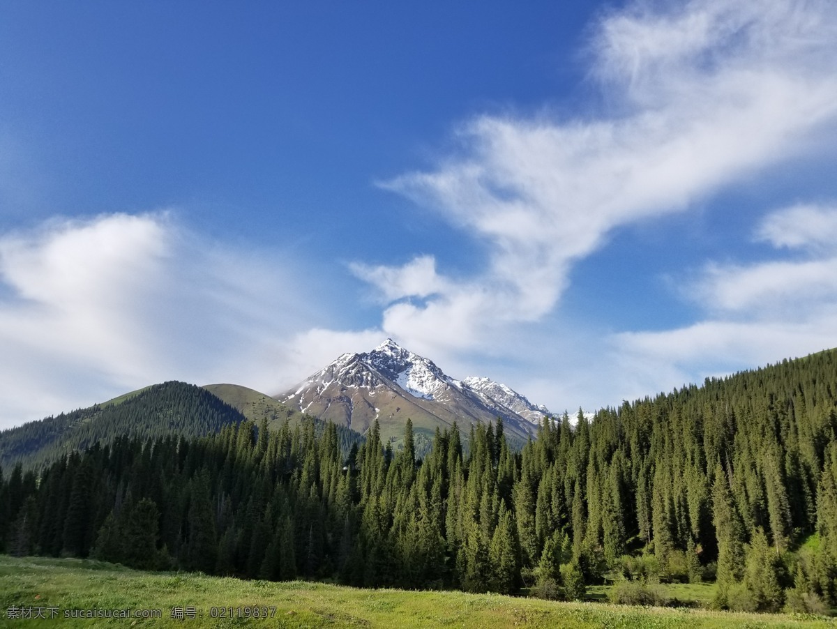 松林 蓝天 伊犁美景 伊犁山谷 清澈溪流 山涧清流 山水景色 森林植被 琼库什台 松树林 云杉 旅游摄影 自然风景