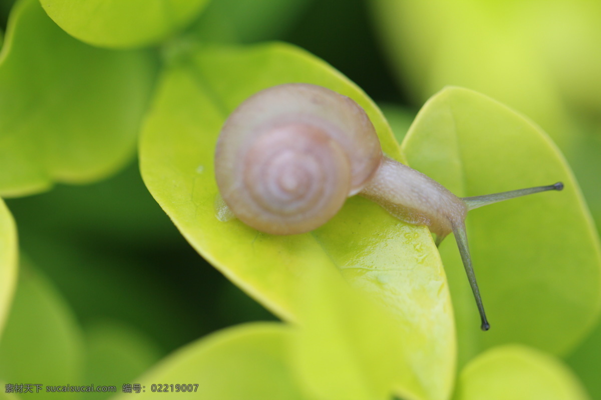 蜗牛 昆虫 绿叶 生物世界