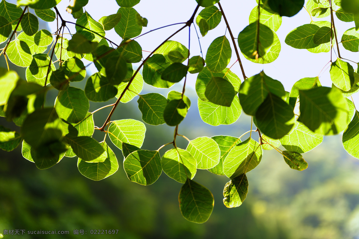 阳光下的树叶 透光树叶 透光的树叶 透光的叶子 树叶 叶子 植物 生物世界 花草
