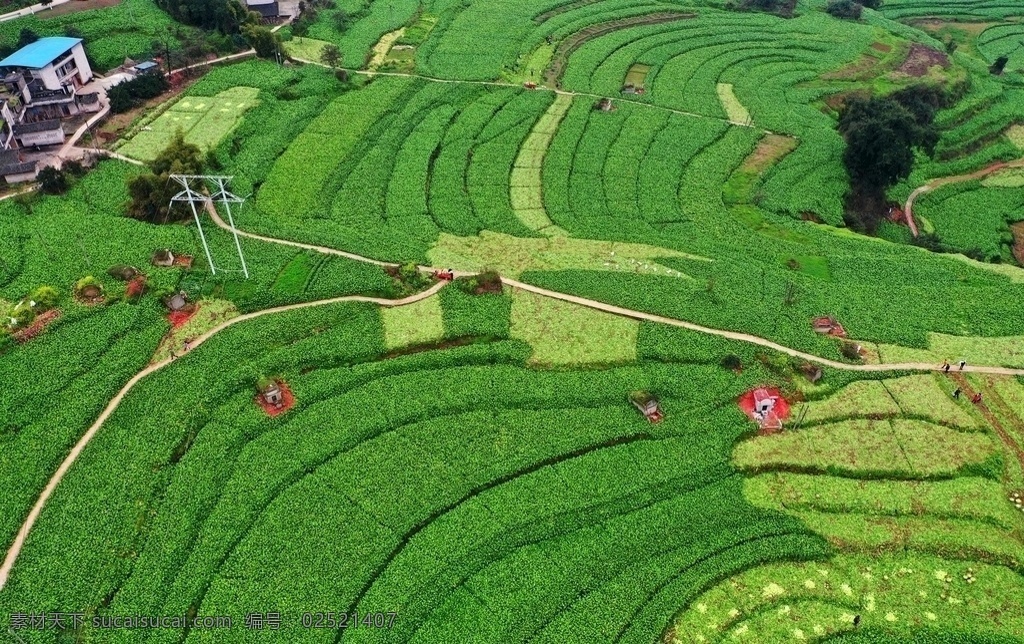 种植基地 榨菜种植 重庆榨菜种植 榨菜丰收 榨菜收取 收涪陵榨菜 山水之城 美丽之地 现代科技 农业生产