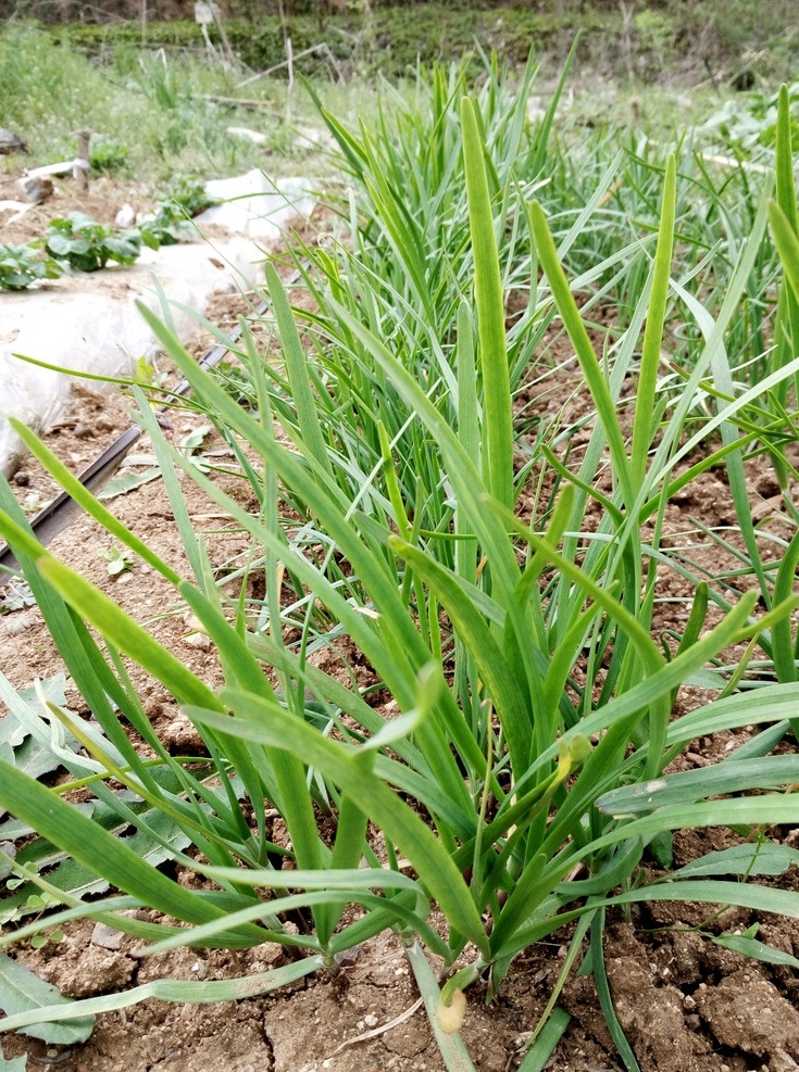 韭菜 韭菜园 菜园 菜地 蔬菜 植物 生物 生物世界