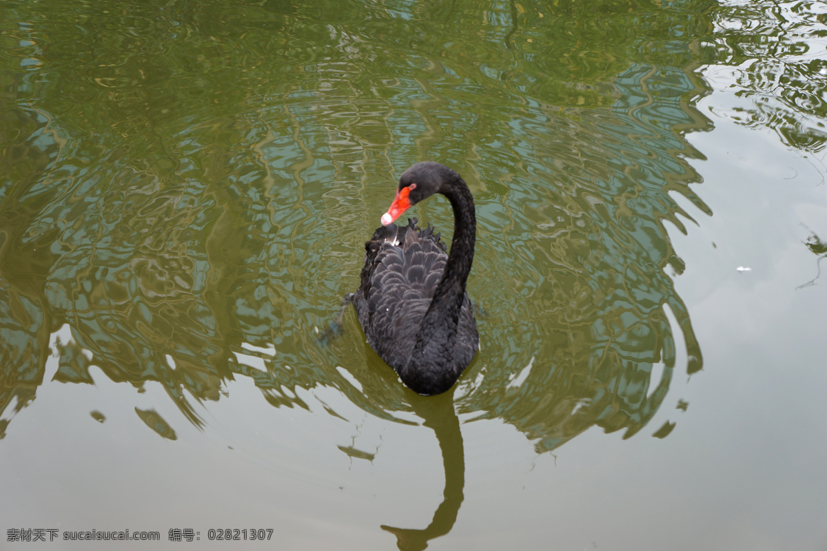 天鹅 黑天鹅 丑小鸭 湖里的天鹅 天鹅湖 鸟类 飞禽 禽类 水鸭子 游泳 戏水 摄影野生动物 生物世界 野生动物 灰色