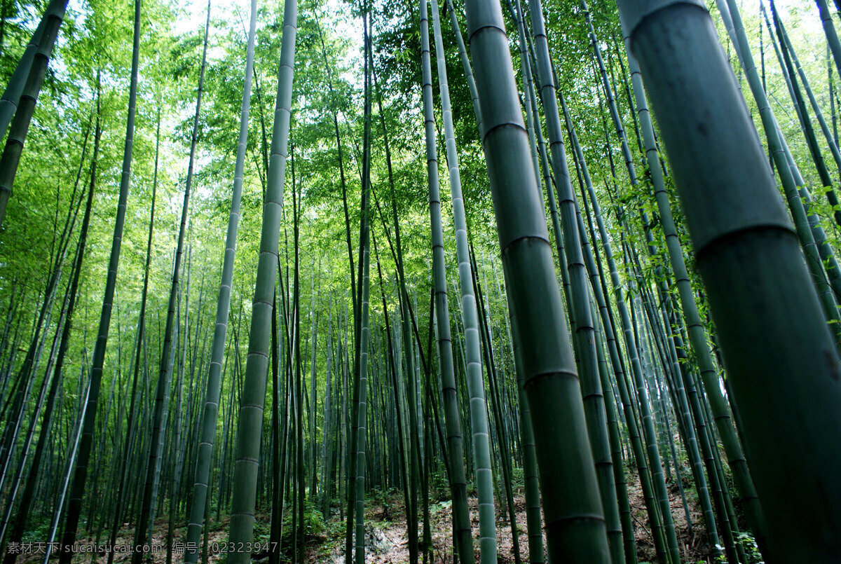 竹林景 风景 风光 植物 竹子 竹林 挺拔 高节 翠绿 清新 竹山青青 风景图片 国内旅游 旅游摄影