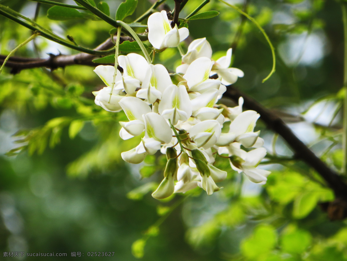 槐花 槐树 白槐花 春天 槐花饼 家乡 生物世界 花草