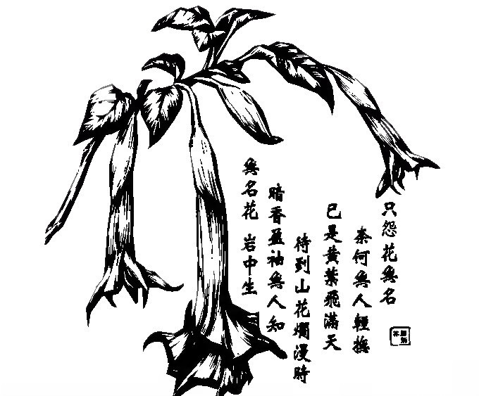无名花 美术绘画 文化艺术 矢量