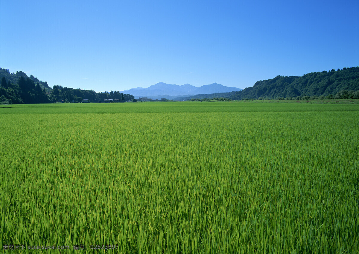 绿油油的稻田 郊野 田园 田野 田园风光 美丽田园 田园摄影 山水田园 田园风情 田园风景 田园图片 田园景色 自然景观 郊野风景 摄影图库