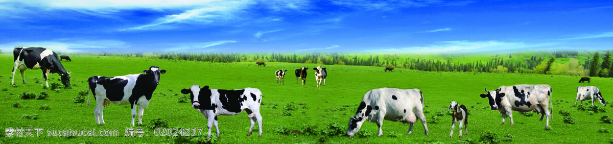 奶牛草原牧场 蓝天 白云 远山 草原 牧场 奶牛 家禽家畜 生物世界