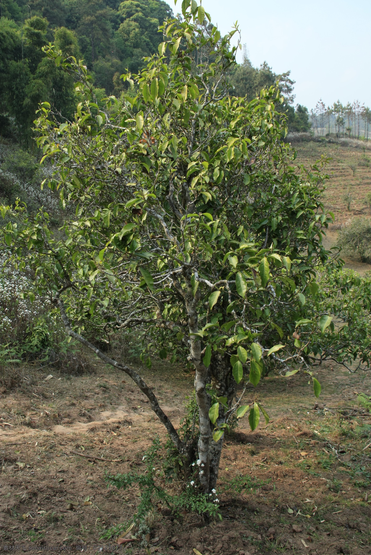 普洱茶树 普洱 茶树 古茶树 茶叶 古树茶 树木树叶 生物世界