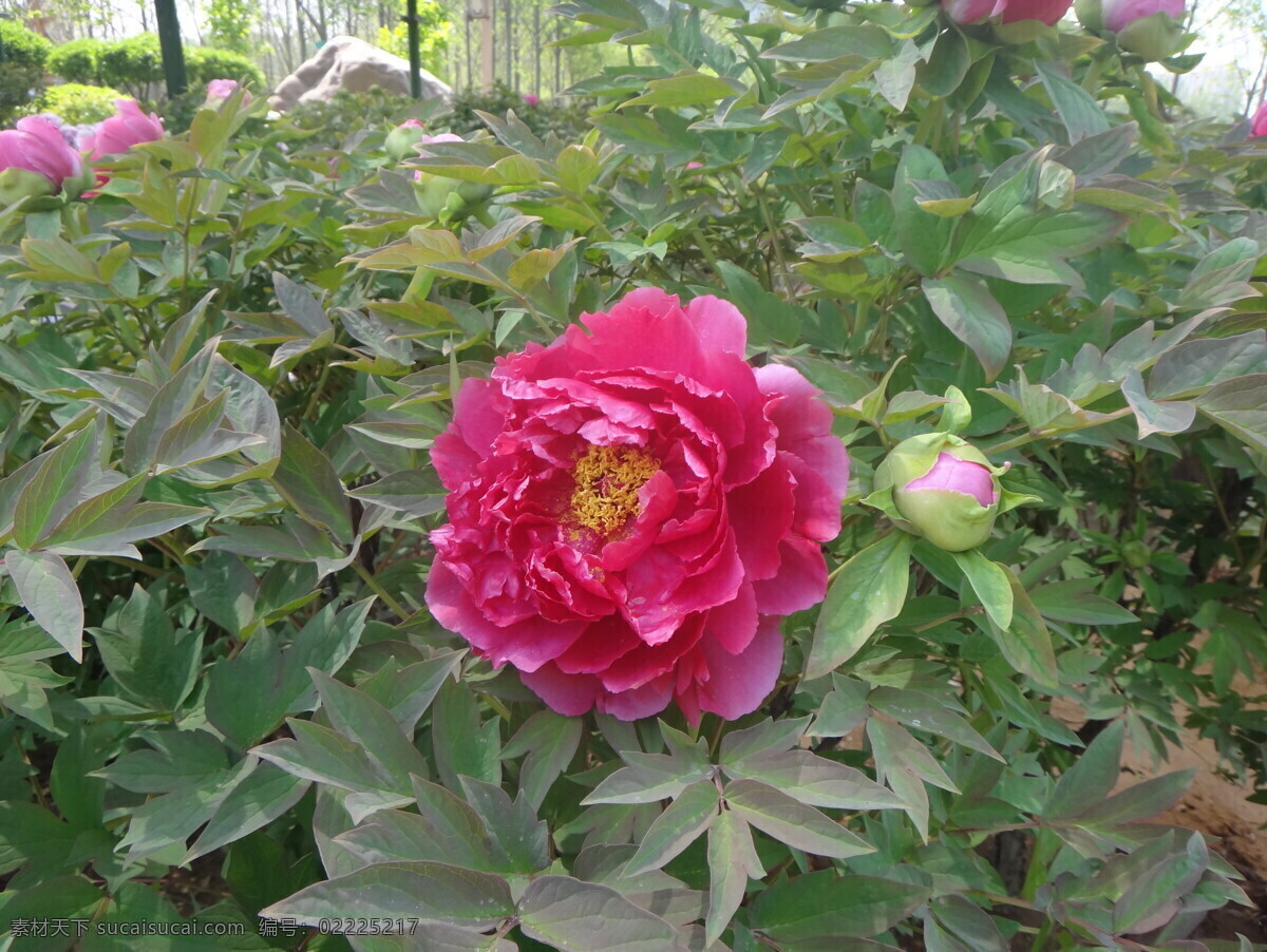 牡丹 春天 花瓣 花草 花朵 绿叶 色彩 鲜花 盛开 特写 鲜艳 生物世界 psd源文件