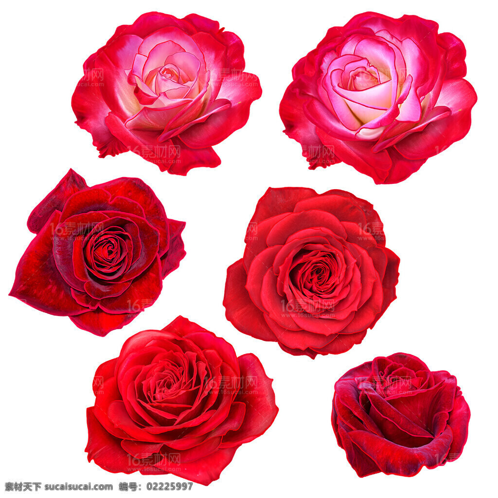 玫瑰花朵 花卉 玫瑰 红色玫瑰 情人 爱情 情侣 鲜花 花朵 红玫瑰 红花朵 鲜花图片 鲜花素材 鲜花店铺 礼物 植物 盆栽 夏天 自然