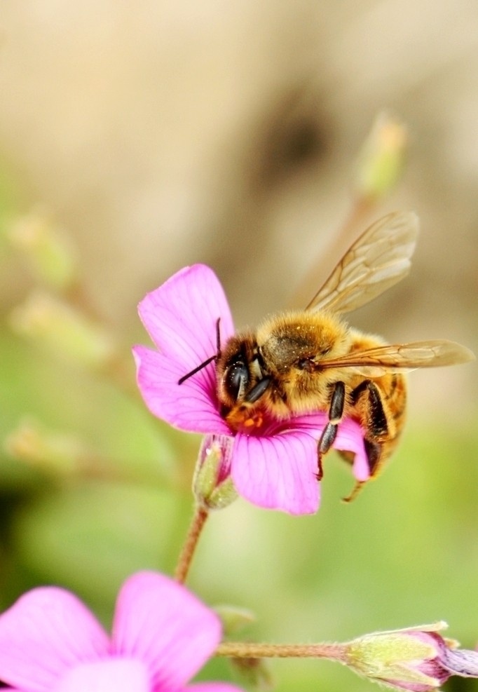 蜜蜂采蜜 蜜蜂 采蜜 鲜花 昆虫 生物世界