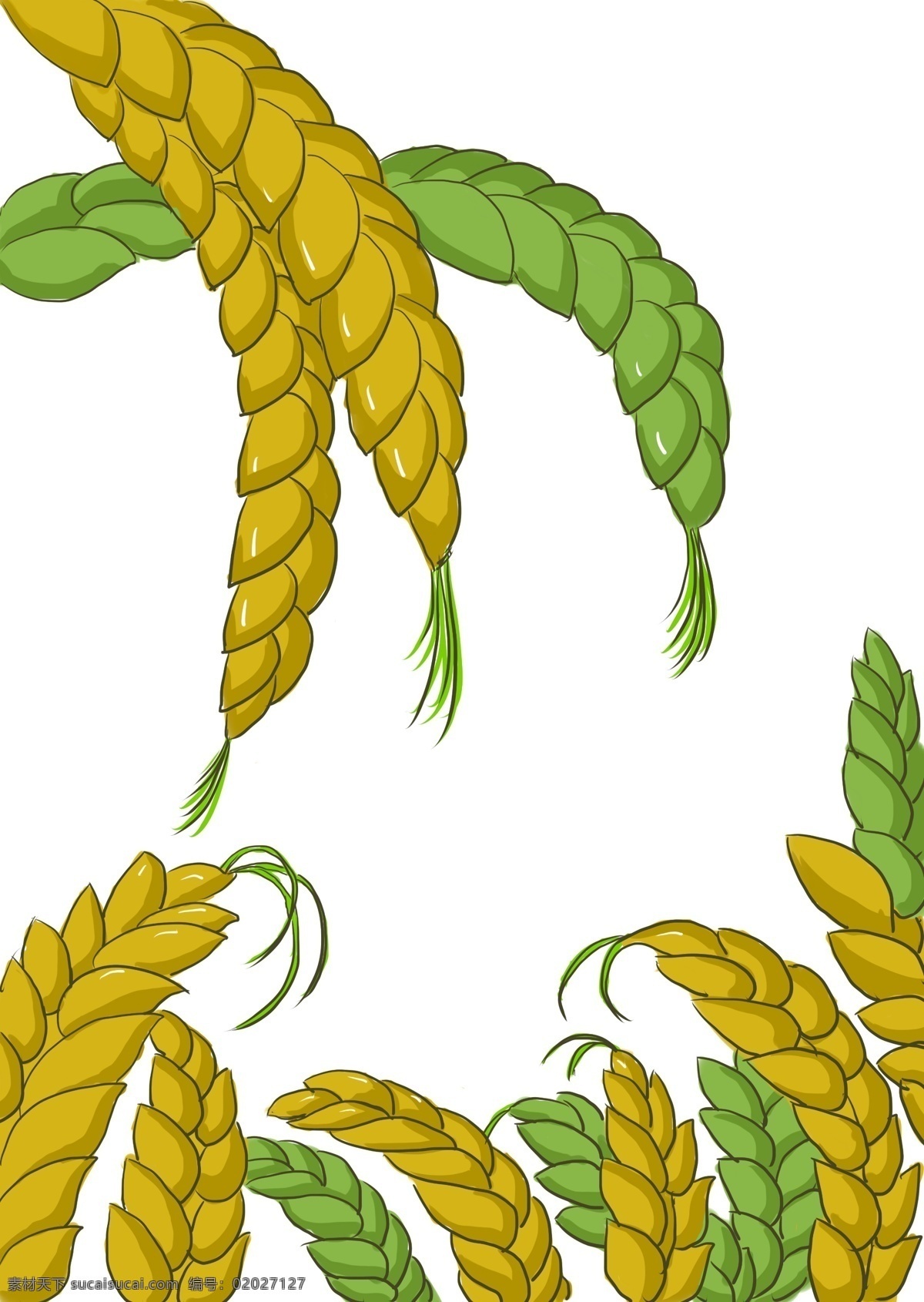 夏日 小满 大 麦粒 小麦 饱满 双色 丰收 麦穗 背景 插画 手绘 弯曲 希望 底图 绿色 收获