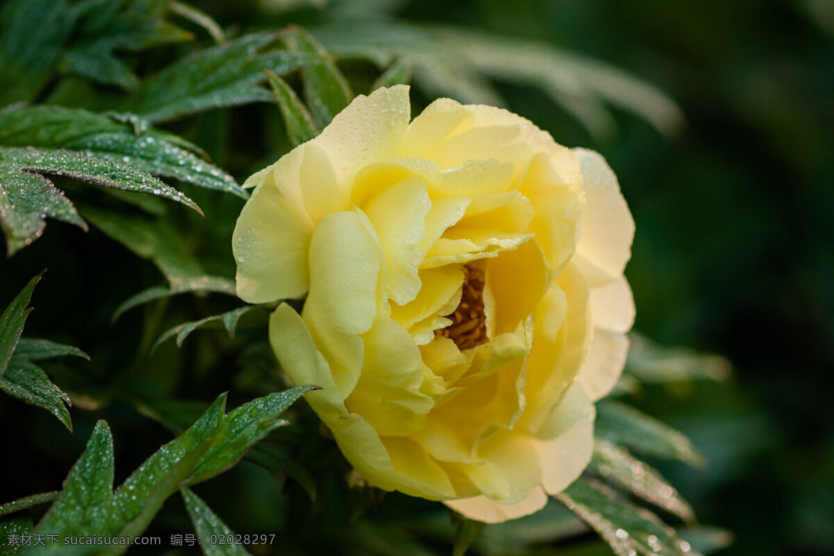 鲜艳 黄色 牡丹花 鲜花 花卉 花朵 花草 植物