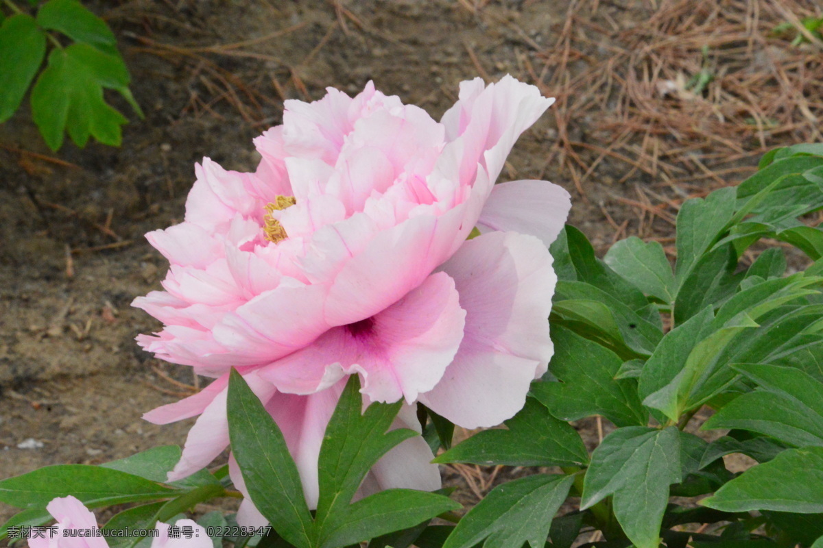 牡丹花 牡丹 观赏花卉 鼠姑 木芍药 百雨金 洛阳花 花朵 花瓣 花蕊 花卉 花儿 花草 植物 园林绿化 绿化景观 芍药牡丹 生物世界