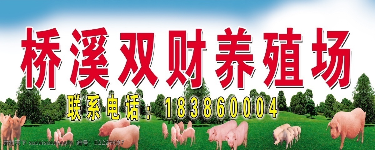 肥猪养殖 海报 无激素