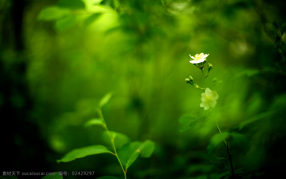 唯美 绿色 花草 植物 绿草 小花