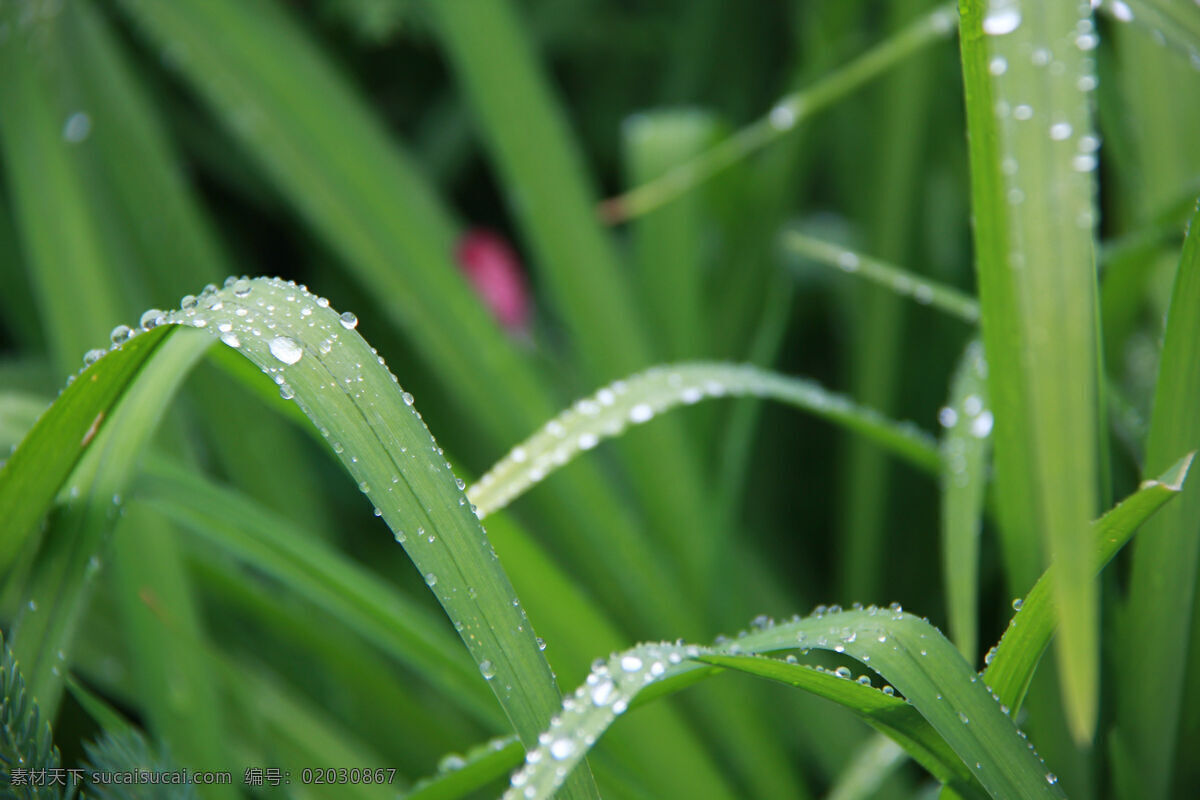 绿叶 水珠 花草 绿叶水珠 生物世界 水滴 叶子 植物