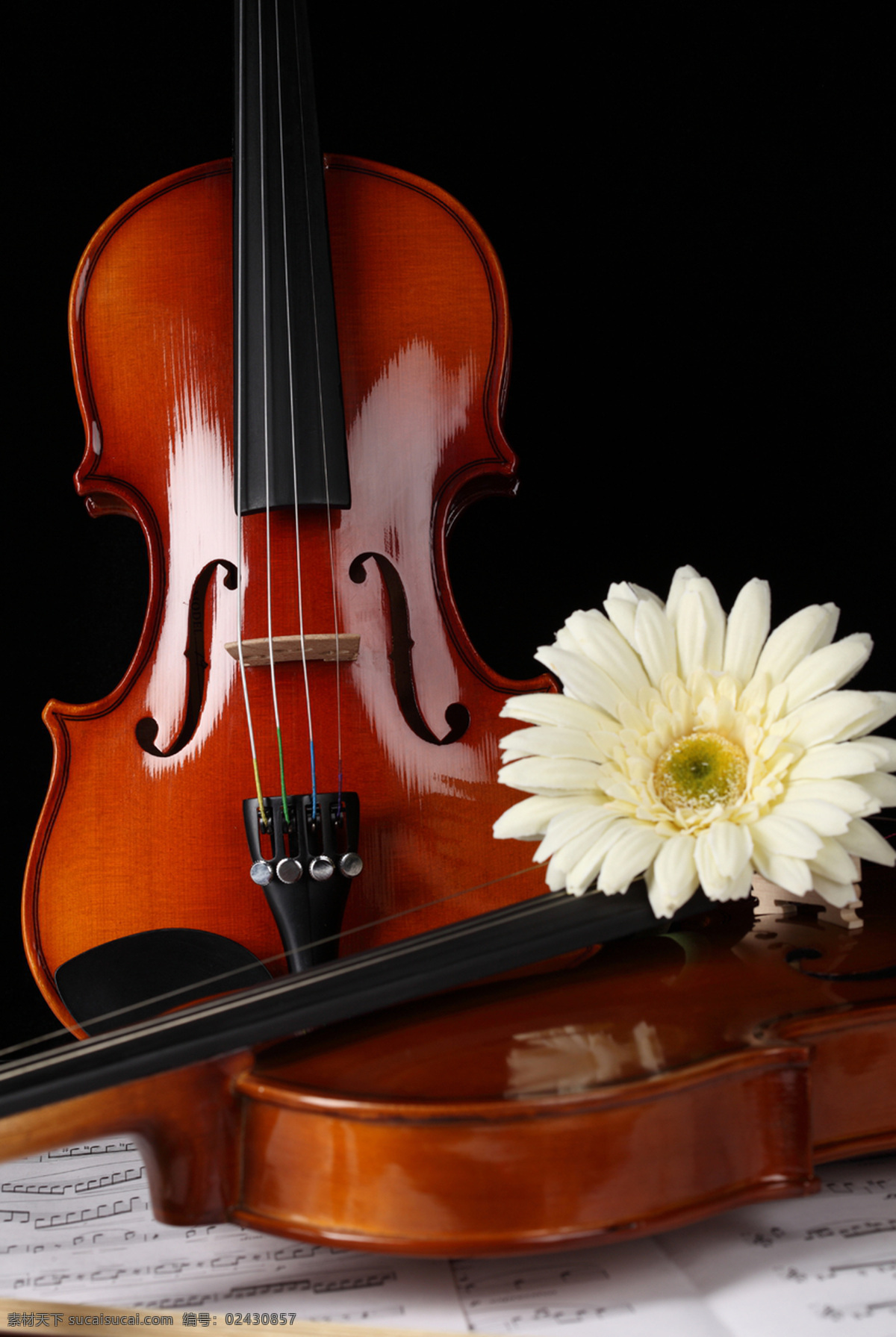 小提琴 高清 小提琴素材 高清图片 jpg图库 摄影图片 小提琴图片 乐器 乐谱 小提琴图库 小提琴特写 花 花朵 小提琴与花朵 影音娱乐 生活百科 黑色