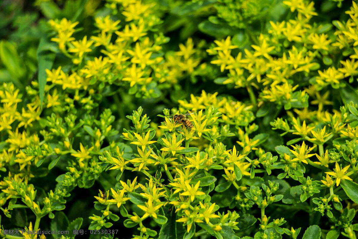 蜜蜂 花 花丛 昆虫 绿色 生物世界 采蜜