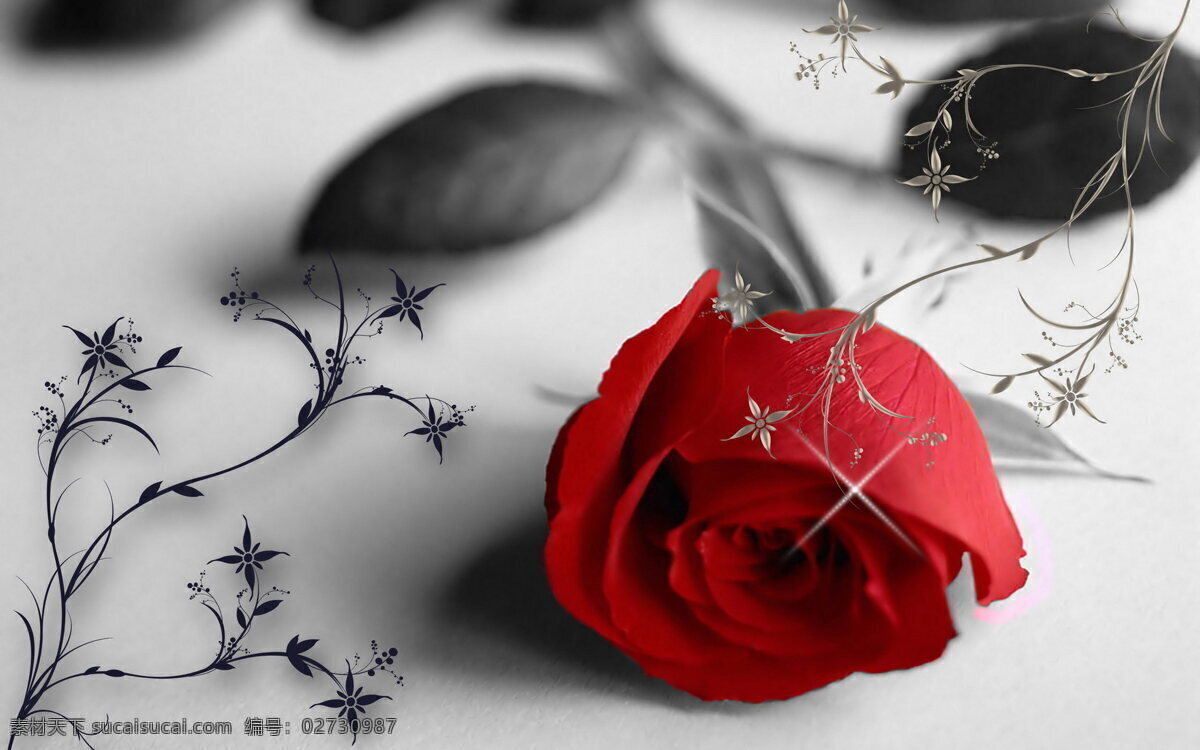 唯美玫瑰 唯美红玫瑰 凄凉玫瑰 凄凉 伤感 文艺 静物 爱情 玫瑰花 红玫瑰 玫瑰 花枝 鲜花 红色花朵 红花 花朵 花卉 花草 植物 情人节素材 生物世界