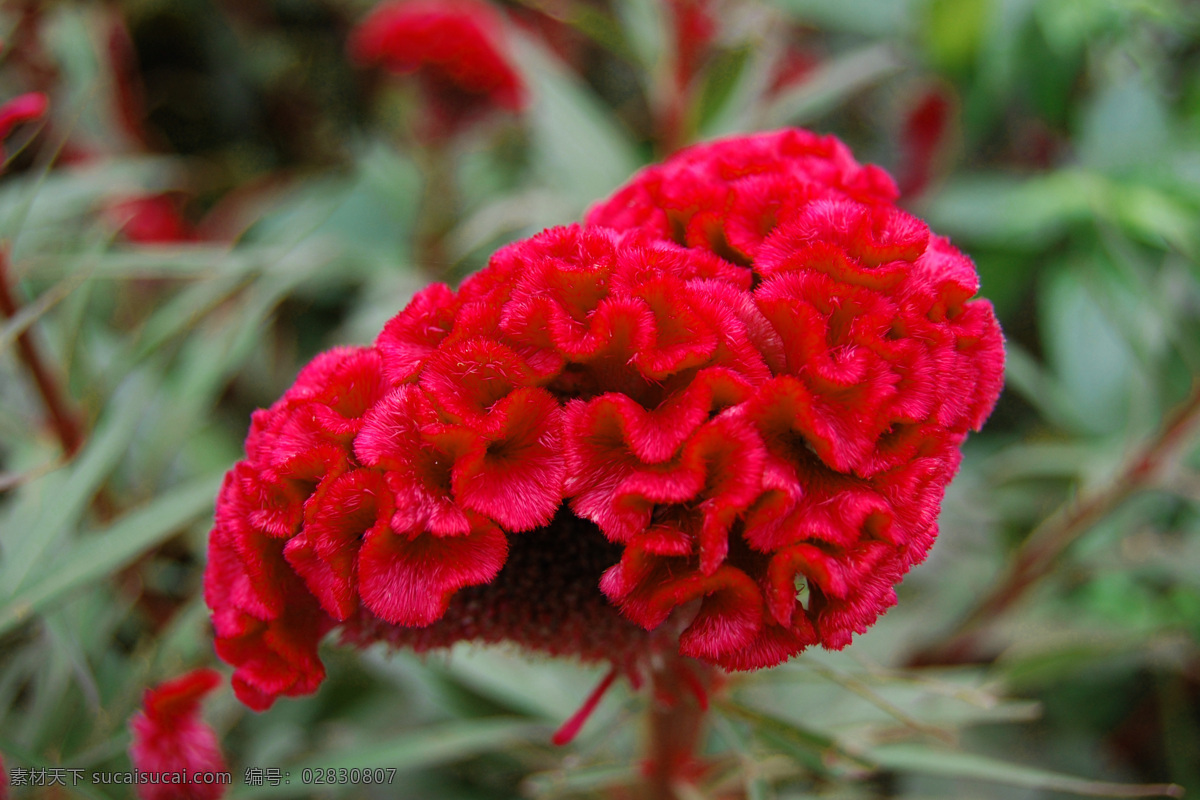 鸡冠花 红花 花 火红 鸡冠 近观 花盆 花展 花朵 大花 花卉 植物 玫红色花 花卉植物 生物世界 花草 植物摄影