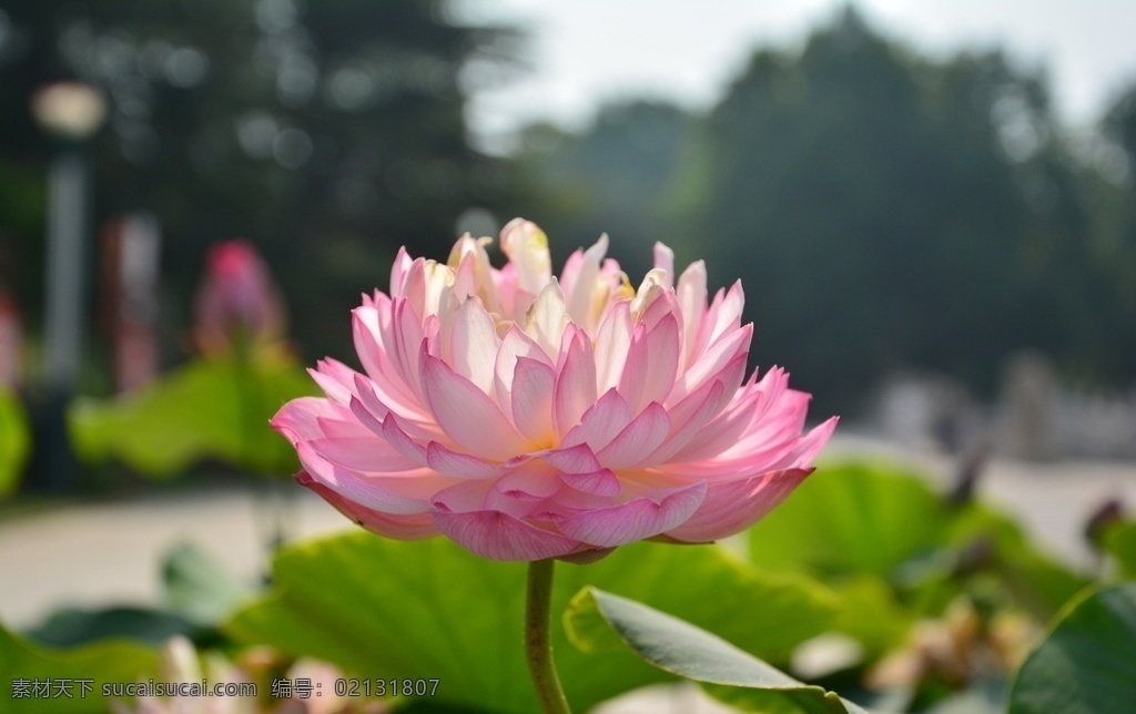 荷花 花 夏天 漂亮 背景 风景 生物世界 花草