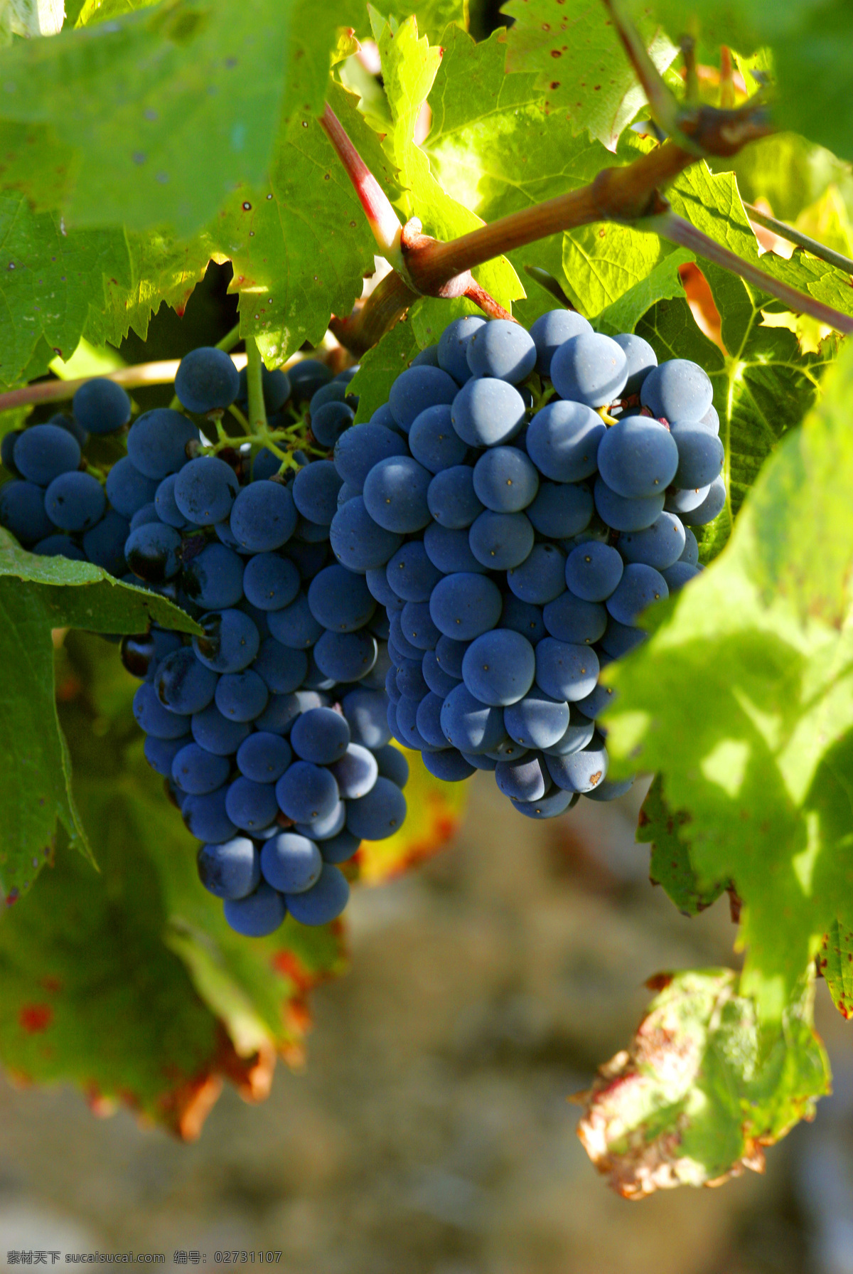 葡萄园 葡萄园风景 法国葡萄园 法国酒庄 葡萄种植 自然景观 田园风光 生物世界 水果