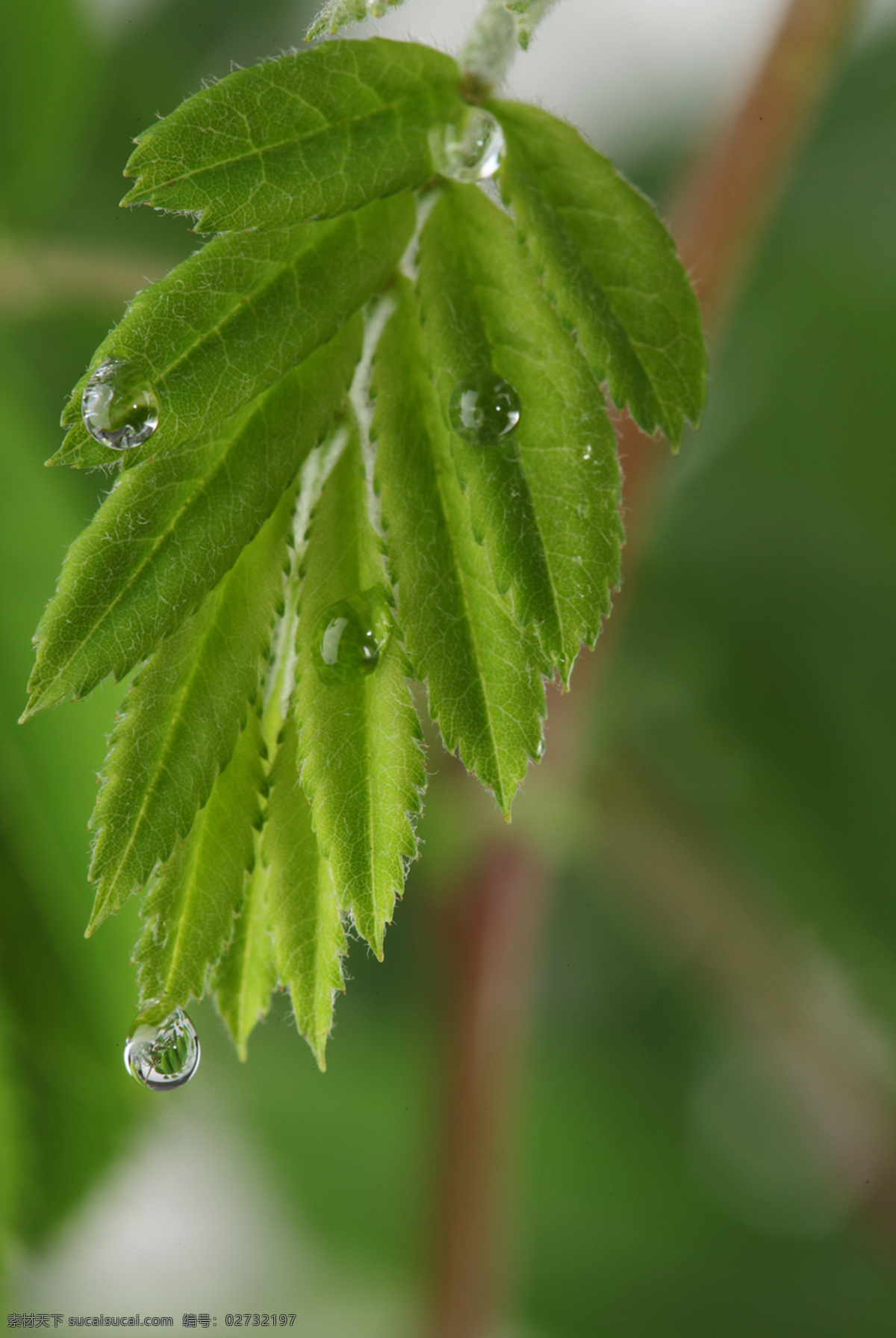 花草 露水 绿色 绿叶 绿叶背景 生物世界 树木树叶 树叶 水珠 水滴 植物 植被 花草主题 花草高清图片 psd源文件