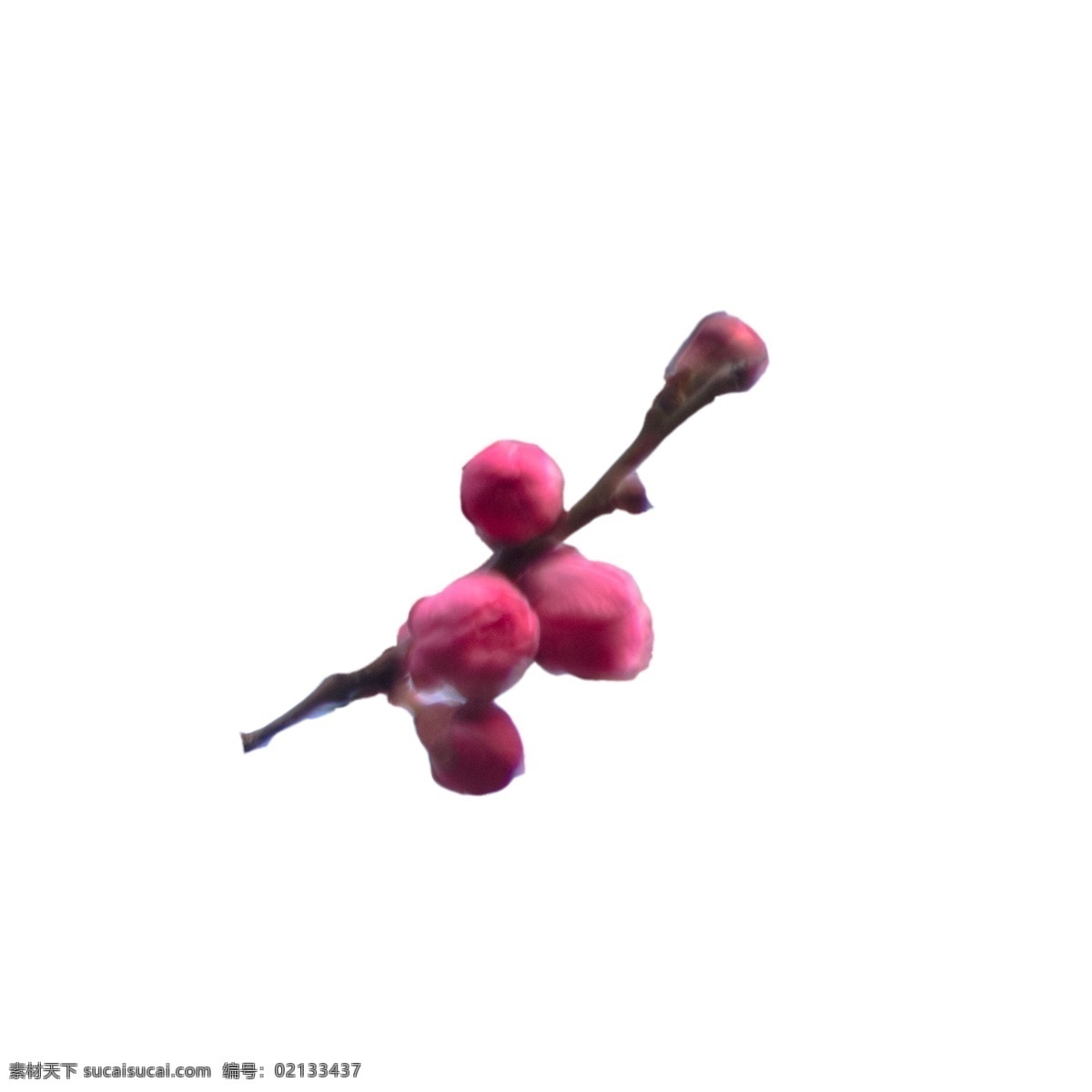含苞待放 花蕾 鲜花花蕾 美丽花朵 粉色鲜花 春天花朵 卡通插图 创意卡通下载 插图 png图下载